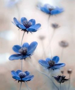 Leinwandbild BLAUER KOSMOS - Weiß - 50 X 70 Cm