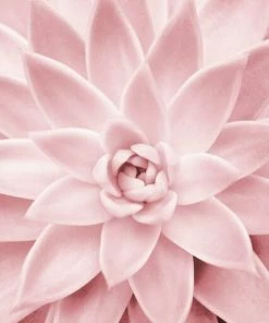 Leinwandbild SUKKULENTEN - Rosé - 50 X 70 Cm