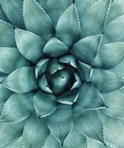 Leinwandbild AGAVE - Grün - 50 X 70 Cm