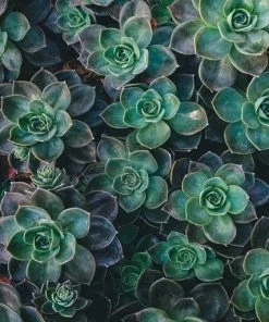 Leinwandbild SUKKULENTEN - Grün - 50 X 70 Cm