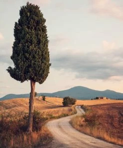 Leinwandbild ZYPRESSENWEG - Grün-beige - 50 X 70 Cm