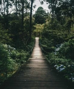 Leinwandbild WALDWEG - Grün - 50 X 70 Cm