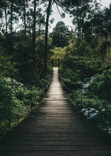 Leinwandbild WALDWEG - Grün - 50 X 70 Cm