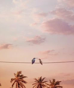 Leinwandbild KOLIBRI - Rosa - 50 X 70 Cm