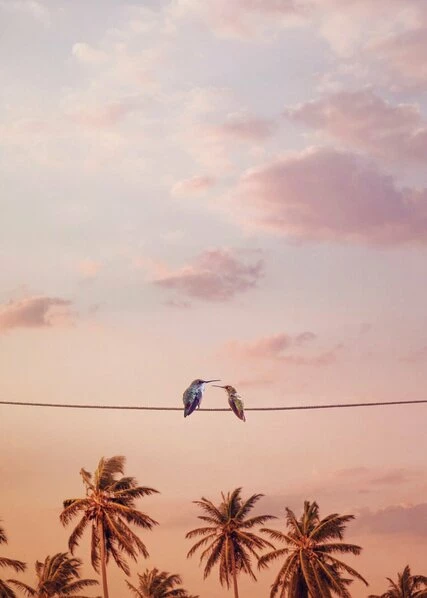 Leinwandbild KOLIBRI - Rosa - 50 X 70 Cm