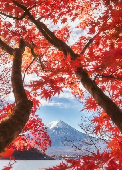 Leinwandbild HERBSTBLÄTTER - Rot-orange - 50 X 70 Cm