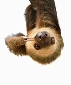 Leinwandbild FAULTIER - Braun - 50 X 70 Cm