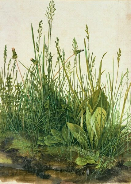 Leinwandbild FARN - Grün - 50 X 70 Cm