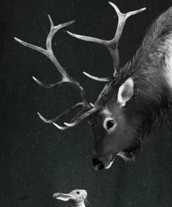 Leinwandbild HASE UND HIRSCH - Schwarz-weiß - 50 X 70 Cm