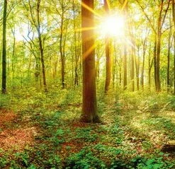 Leinwandbild WALDLICHTUNG - Grün-braun - 100 X 40 Cm