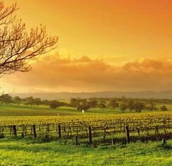 Leinwandbild WEINFELD - Grün-braun - 100 X 40 Cm