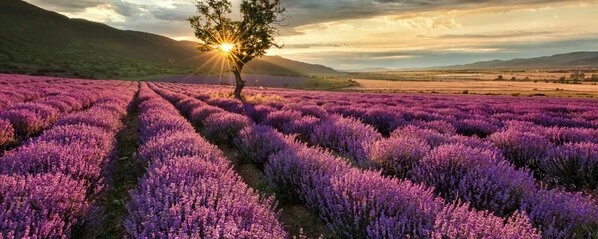 Leinwandbild LAVENDELFELD - Grün-lila - 100 X 40 Cm