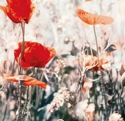 Leinwandbild BLUMENFELD - Rot-grün - 100 X 40 Cm