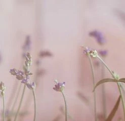 Leinwandbild LAVENDEL - Lila-grau - 100 X 40 Cm