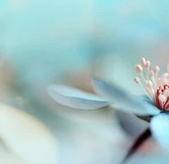 Leinwandbild BLUMENFELD - Blau-weiß - 100 X 40 Cm