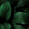 Leinwandbild GRÜNE BLÄTTER - Grün - 100 X 40 Cm