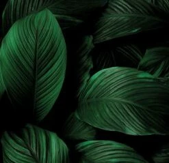 Leinwandbild GRÜNE BLÄTTER - Grün - 100 X 40 Cm