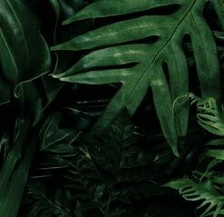 Leinwandbild PALMENBLÄTTER - Grün - 100 X 40 Cm