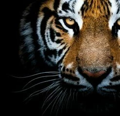 Leinwandbild TIGER - Braun-schwarz - 100 X 40 Cm