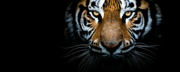 Leinwandbild TIGER - Braun-schwarz - 100 X 40 Cm