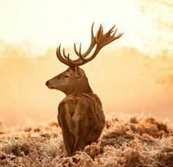 Leinwandbild MAJESTÄTISCHER HIRSCH - Braun-orange - 100 X 40 Cm