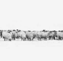Leinwandbild SCHAFSHERDE - Weiß-schwarz - 100 X 40 Cm