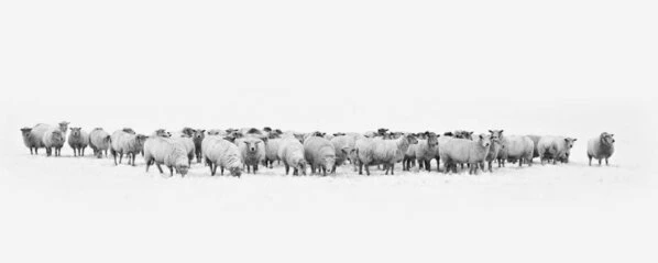 Leinwandbild SCHAFSHERDE - Weiß-schwarz - 100 X 40 Cm