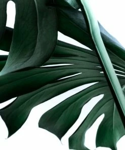 Leinwandbild DSCHUNGEL - Grün - 50 X 50 Cm