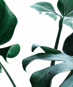 Leinwandbild PALMENBLÄTTER - Grün - 50 X 50 Cm