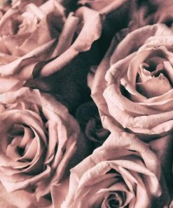 Leinwandbild ROSA ROSEN - Rosa - 50 X 50 Cm