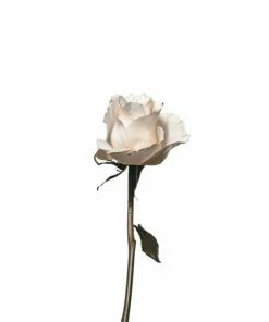 Leinwandbild WEISSE ROSE - Weiß - 50 X 50 Cm