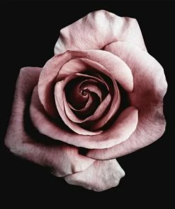 Leinwandbild EINZELNE ROSE - Rosa - 50 X 50 Cm