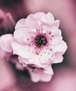 Leinwandbild BLÜTE - Weiß-rosa - 50 X 50 Cm