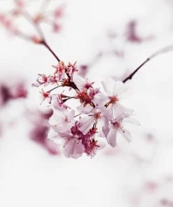 Leinwandbild KIRSCHBLÜTE - Rosa - 50 X 50 Cm