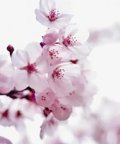 Leinwandbild KIRSCHBLÜTEN - Rosa - 50 X 50 Cm