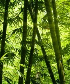 Leinwandbild BAMBUSWALD - Grün-schwarz - 50 X 50 Cm