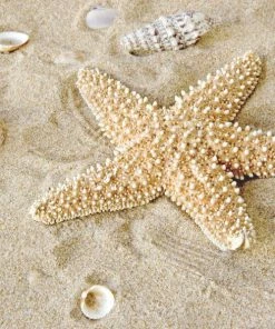 Leinwandbild SEESTERN - Beige - 50 X 50 Cm