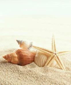 Leinwandbild MUSCHELN - Beige - 50 X 50 Cm