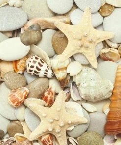 Leinwandbild MUSCHELN UND STEINE - Beige - 50 X 50 Cm